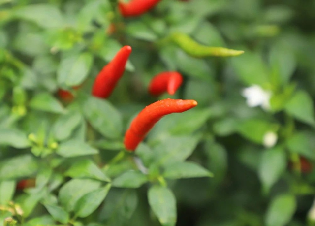 天兴镇:辣椒丰收采摘忙 映红群众致富路(图5) 5.jpg