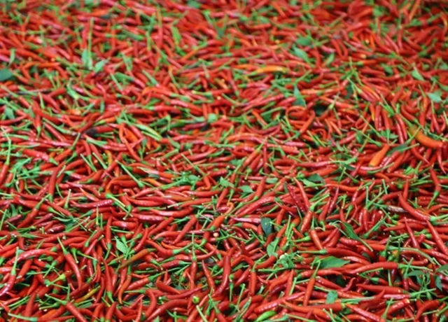 天兴镇:辣椒丰收采摘忙 映红群众致富路(图7) 7.jpg