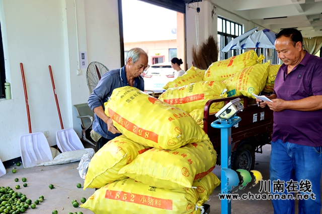 图为村民对枳壳鲜果进行称重.JPG
