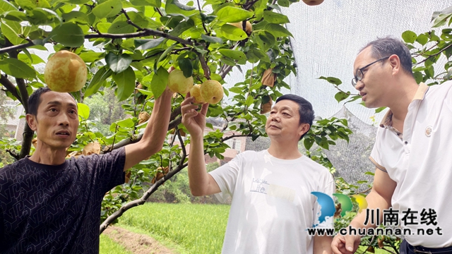 江阳区泸南村:返乡种梨子 200元投入换来20倍增收(图1) 图1:张优奎(左)向牟光彬(中)介绍遮阳网的好.jpg