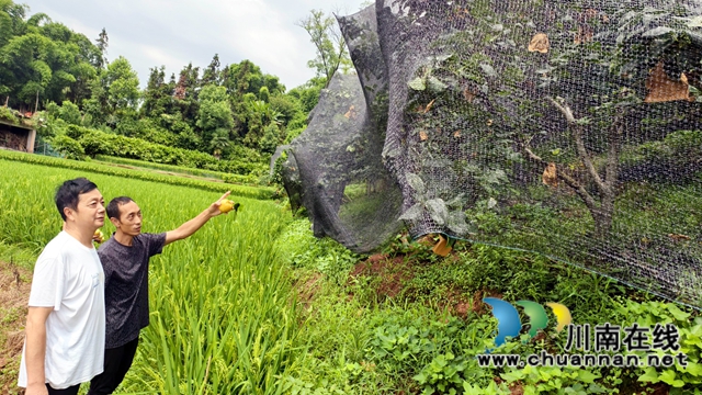 江阳区泸南村:返乡种梨子 200元投入换来20倍增收(图3) 图3:梨树覆盖的遮阳网.jpg