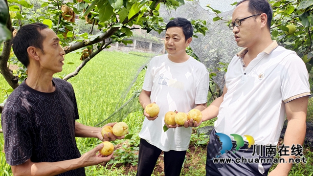 江阳区泸南村:返乡种梨子 200元投入换来20倍增收(图2) 图2:覆盖遮阳网后梨子个大又光洁;.jpg