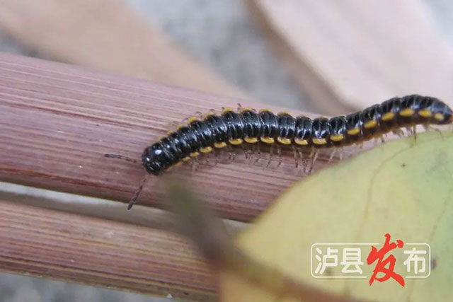 近期大量出现!泸县官方提醒:有毒,别乱抓(图2) 2.jpg