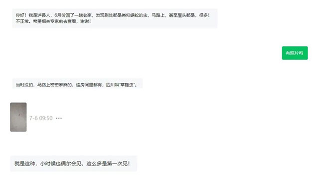 近期大量出现!泸县官方提醒:有毒,别乱抓(图1) 1.jpg