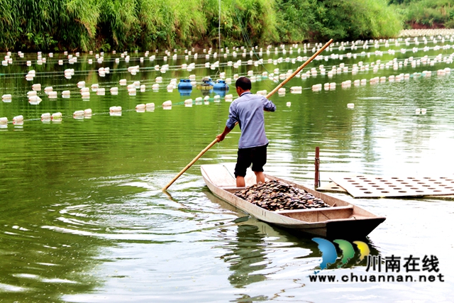 村民划着小船去投放蚌苗.JPG