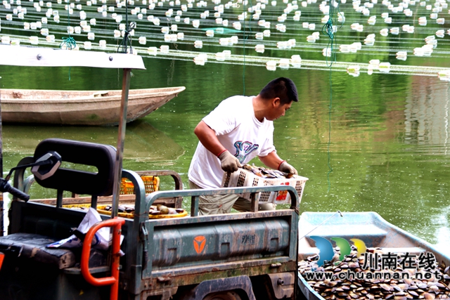 村民将蚌苗倒入小船，准备投放.JPG