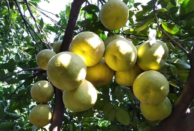 文旅商如何深度融合?泸州三区四县提出这些办法(图15) 15.jpg