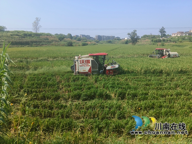 机收杂交水稻制种（赵铭巧摄）.jpg