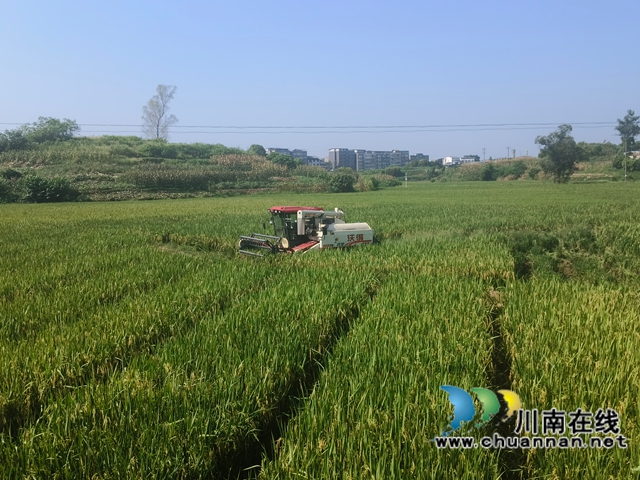 泸县机收杂交水稻制种母本（赵铭巧摄）.jpg