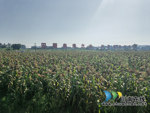 泸县:机收酿酒高粱增产增收、节本增效(图1) 百和镇东岳村长势良好的酿酒高粱(曾佐然摄).jpg