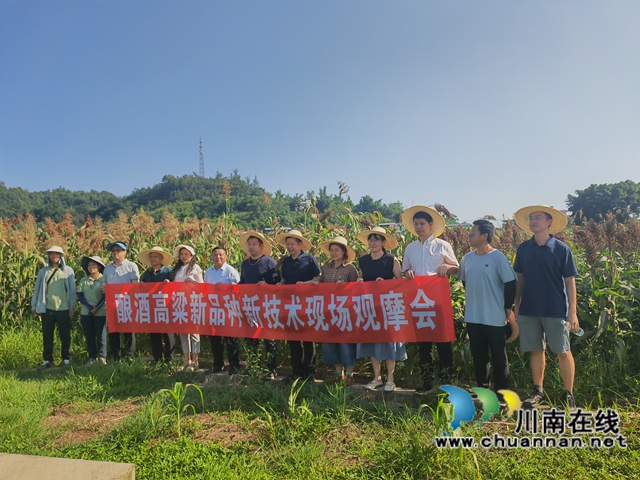 泸县:机收酿酒高粱增产增收、节本增效(图2) 酿酒高粱新品种新技术现场观摩会(曾佐然摄).jpg