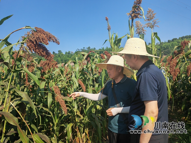 泸县:机收酿酒高粱增产增收、节本增效(图3) 农技专家现场观摩高粱长势(曾佐然摄).jpg