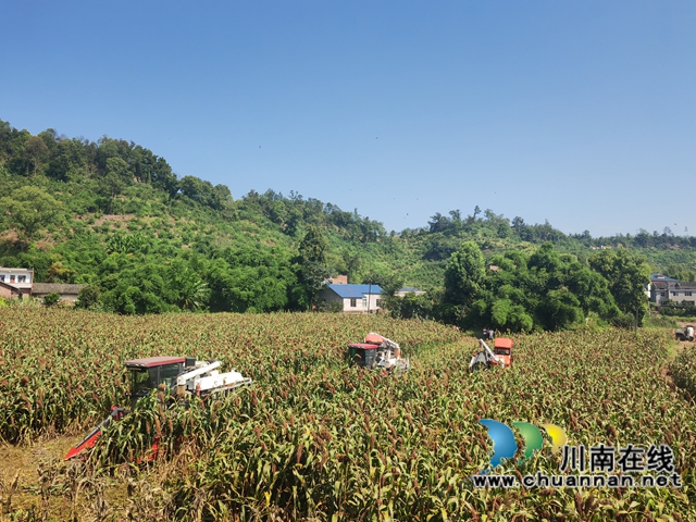 泸县:机收酿酒高粱增产增收、节本增效(图5) 现场机收高粱(曾佐然摄).jpg