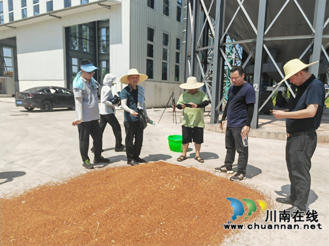 泸县:机收酿酒高粱增产增收、节本增效(图6) 现场晒高粱粒(曾佐然摄).jpg