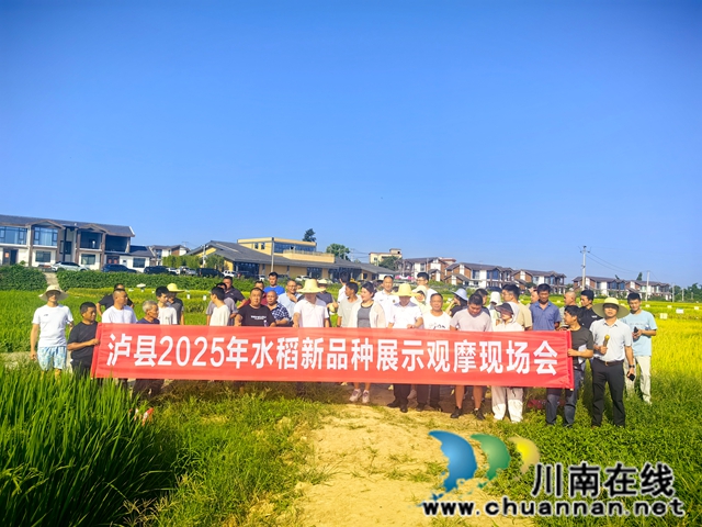 泸县:152个次水稻新品种展示提供科学选种用种(图1) 现场观摩会合影(邹洪梅摄).jpg