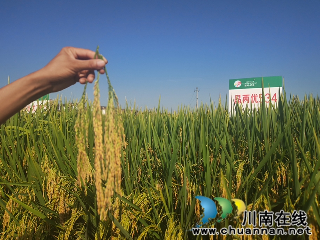 泸县:152个次水稻新品种展示提供科学选种用种(图2) 现场比较稻穗(曾佐然摄).jpg