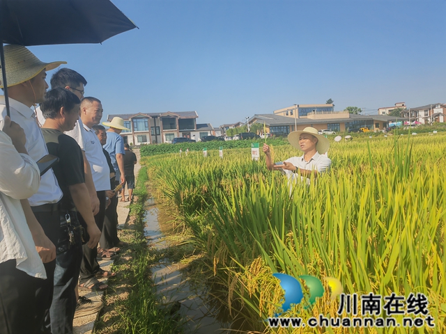泸县:152个次水稻新品种展示提供科学选种用种(图3) 农技专家现场讲解(曾佐然摄).jpg