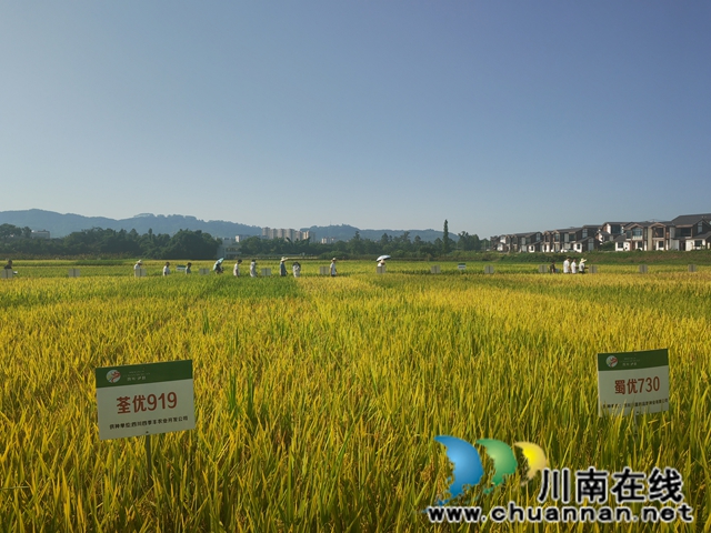 泸县:152个次水稻新品种展示提供科学选种用种(图4) 现场参观观摩(曾佐然摄).jpg