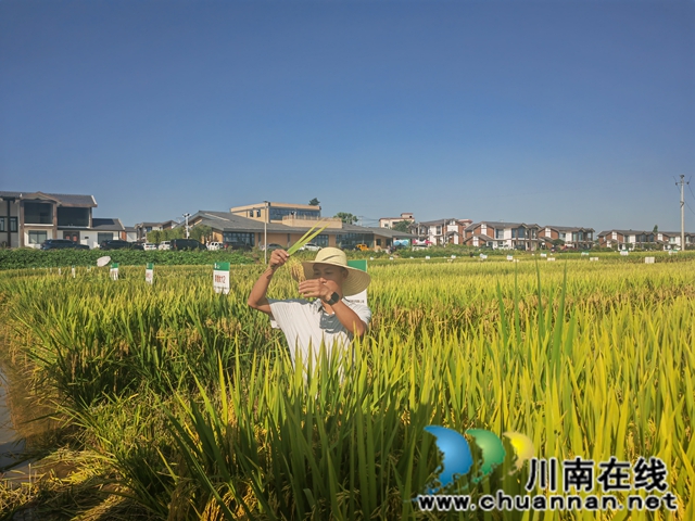 泸县:152个次水稻新品种展示提供科学选种用种(图5) 现场观察水稻长势(曾佐然摄).jpg