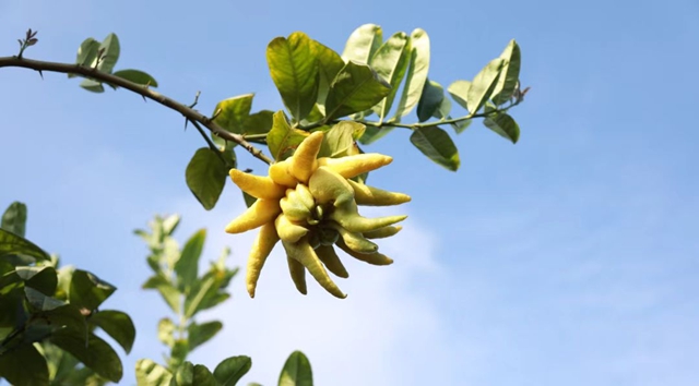 “醉幸福 最养生”——泸州四条健康旅游线路开启您的身心疗愈之旅