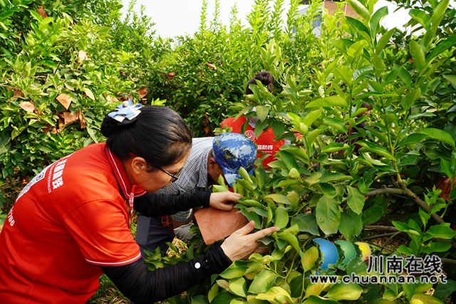 “柠”聚爱心 共“套”丰收|泸县嘉明镇双河口村举行“公益助农 柠檬套袋”活动(图7) 为柠檬套袋(刘孝春摄).jpg