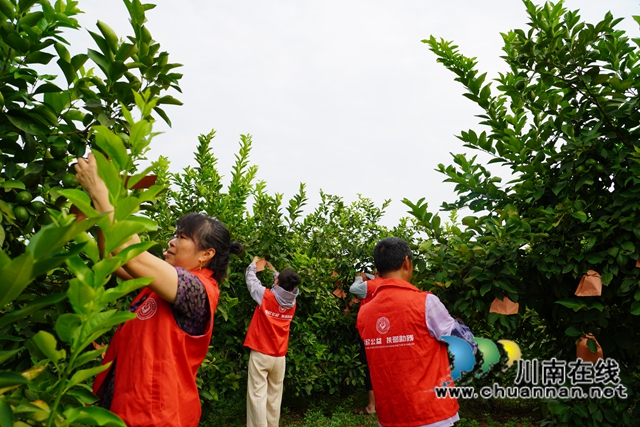 “柠”聚爱心 共“套”丰收|泸县嘉明镇双河口村举行“公益助农 柠檬套袋”活动(图8) 志愿者为柠檬套袋(刘孝春摄).jpg