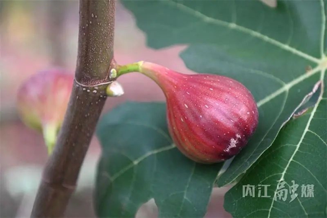 熟啦!内江这种“甜果”上市(图1) 1.jpg