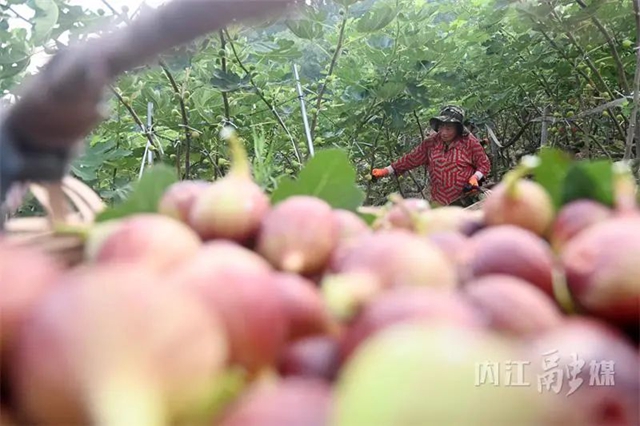 熟啦!内江这种“甜果”上市(图2) 2.jpg