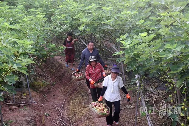 熟啦!内江这种“甜果”上市(图4) 4.jpg