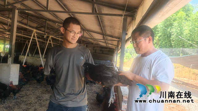 图2：杜建波查看土鸡长势.jpg