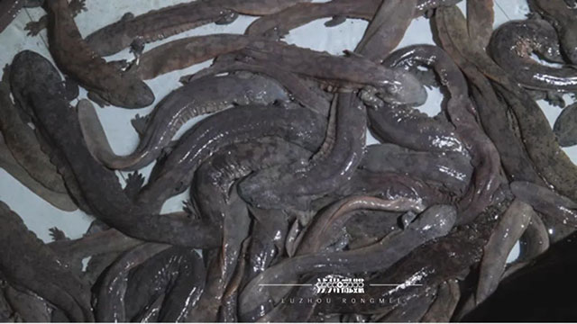 探秘泸州农人的水下致富经:山洞藏“金” 山沟藏“银”(图1) 1.jpg