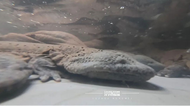 探秘泸州农人的水下致富经:山洞藏“金” 山沟藏“银”(图2) 2.jpg