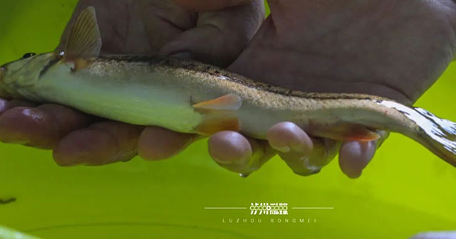 探秘泸州农人的水下致富经:山洞藏“金” 山沟藏“银”(图4) 4.jpg