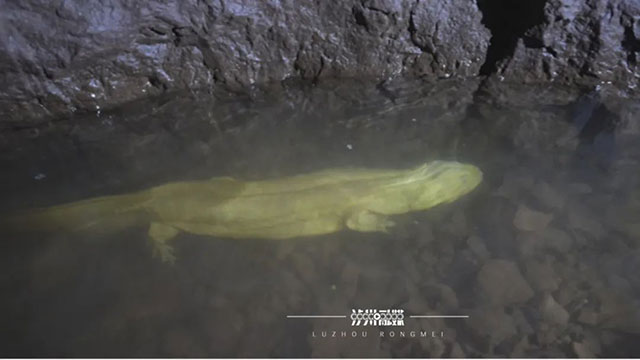 探秘泸州农人的水下致富经:山洞藏“金” 山沟藏“银”(图3) 3.jpg