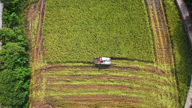 多图丨泸州:200余万亩水稻收割归仓(图2) 6402.jpg