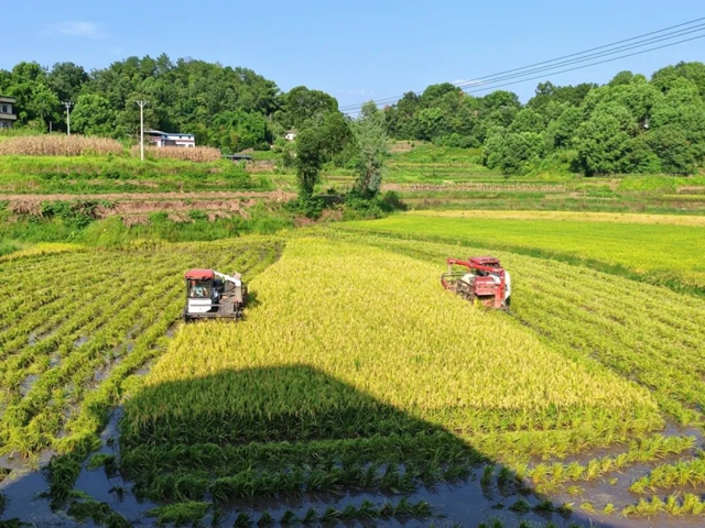 多图丨泸州:200余万亩水稻收割归仓(图3) 6403.jpg