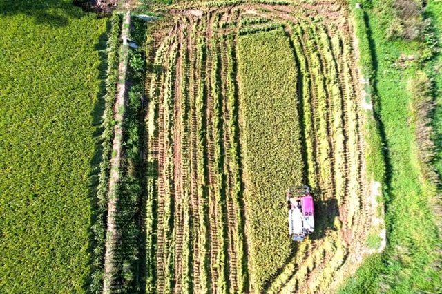 多图丨泸州:200余万亩水稻收割归仓(图4) 6404.jpg