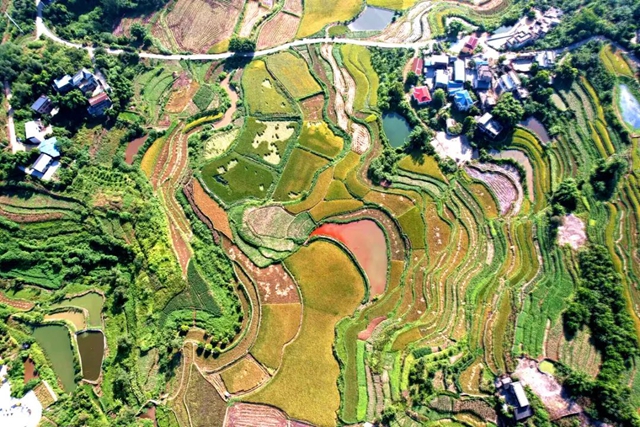 多图丨泸州:200余万亩水稻收割归仓(图5) 6405.jpg