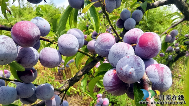 纳溪合面镇双凤村 脆红李变“金果果”(图1) 6401.jpg