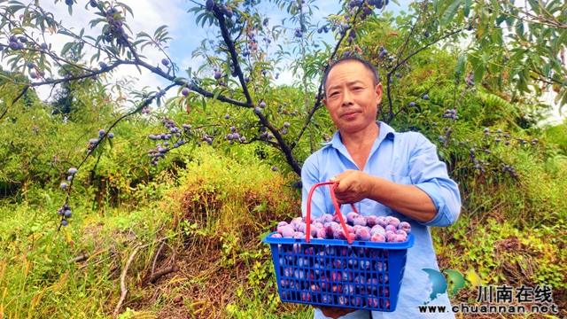 纳溪合面镇双凤村 脆红李变“金果果”(图2) 6403.jpg