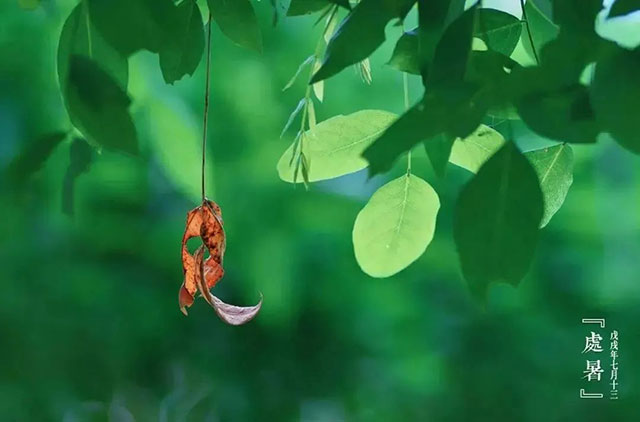 处暑过后:起居需调整,养生要注意(图3) 3.jpg