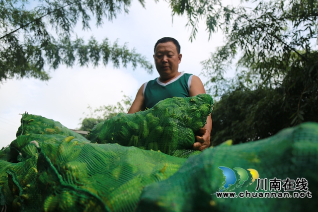 纳溪：满枝“金佛手” 攥紧“致富拳”，特色产业敲开乡村振兴“幸福门”