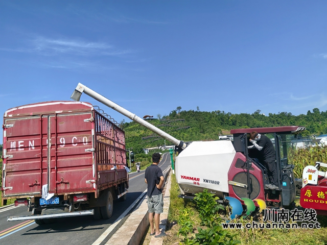 泸县:订单酿酒高粱酿造村民的幸福(图1) 百和镇机收高粱(曾佐然摄).jpg