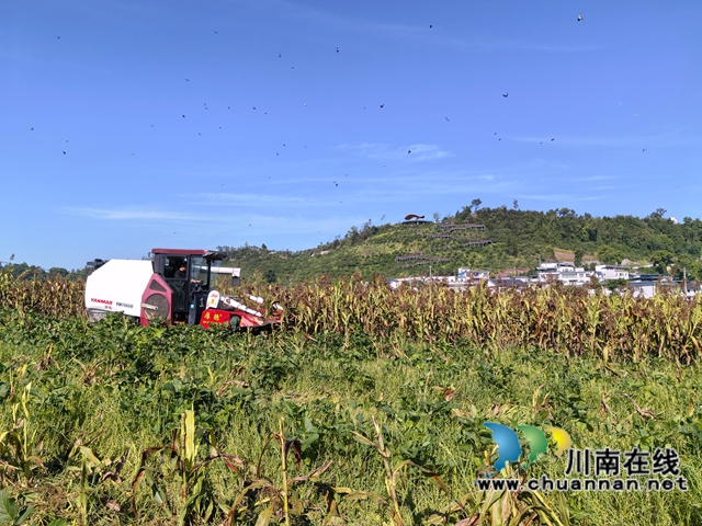 泸县:订单酿酒高粱酿造村民的幸福(图2) 百和镇机收高粱1(曾佐然摄).jpg
