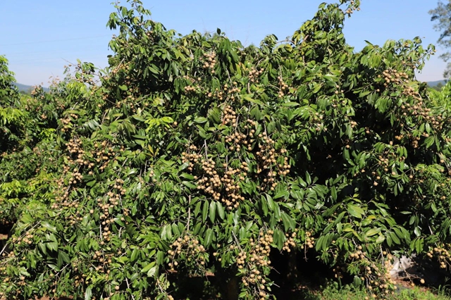 泸县天兴镇：桂圆丰收采摘忙 农民增收笑开颜