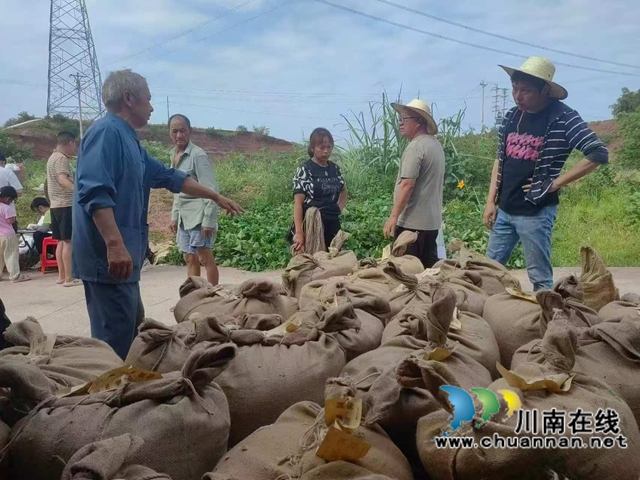 1.05万亩收入2100万！泸县百和镇订单种植高粱激活乡村振兴新动能