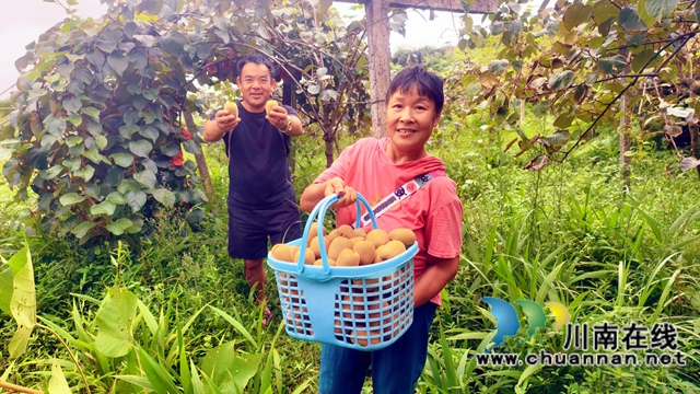 图1：何云珍夫妇种植生态猕猴桃.jpg