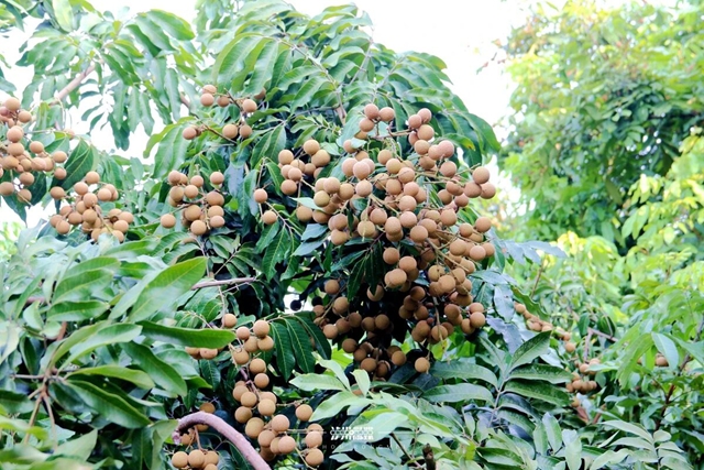 泸州桂圆有多“拼”？ 520年的古树还在结果，70岁的果农还在创新