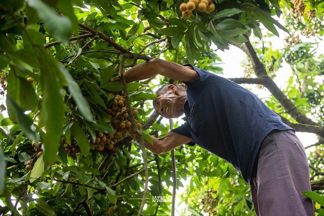 泸州桂圆有多“拼”? 520年的古树还在结果,70岁的果农还在创新(图2) 2.jpg