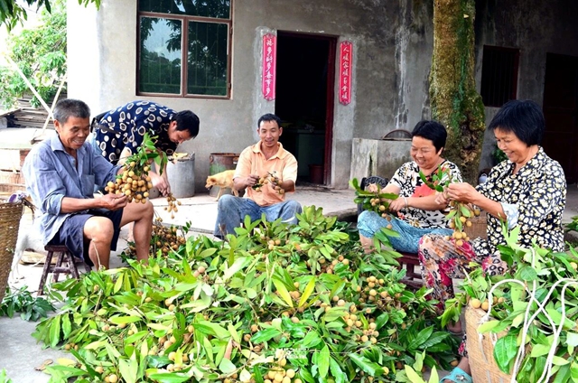 泸州桂圆有多“拼”? 520年的古树还在结果,70岁的果农还在创新(图3) 3.jpg